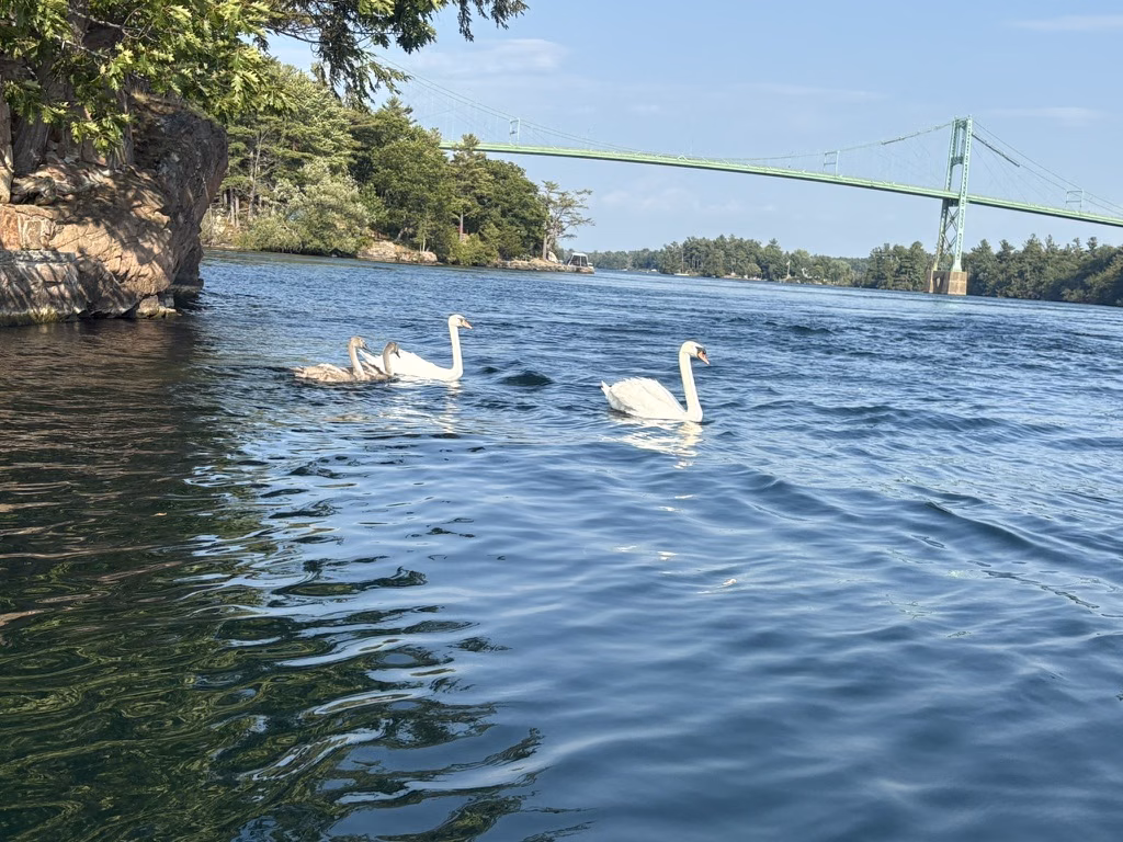Two swans passing the island with the bridge in the distance