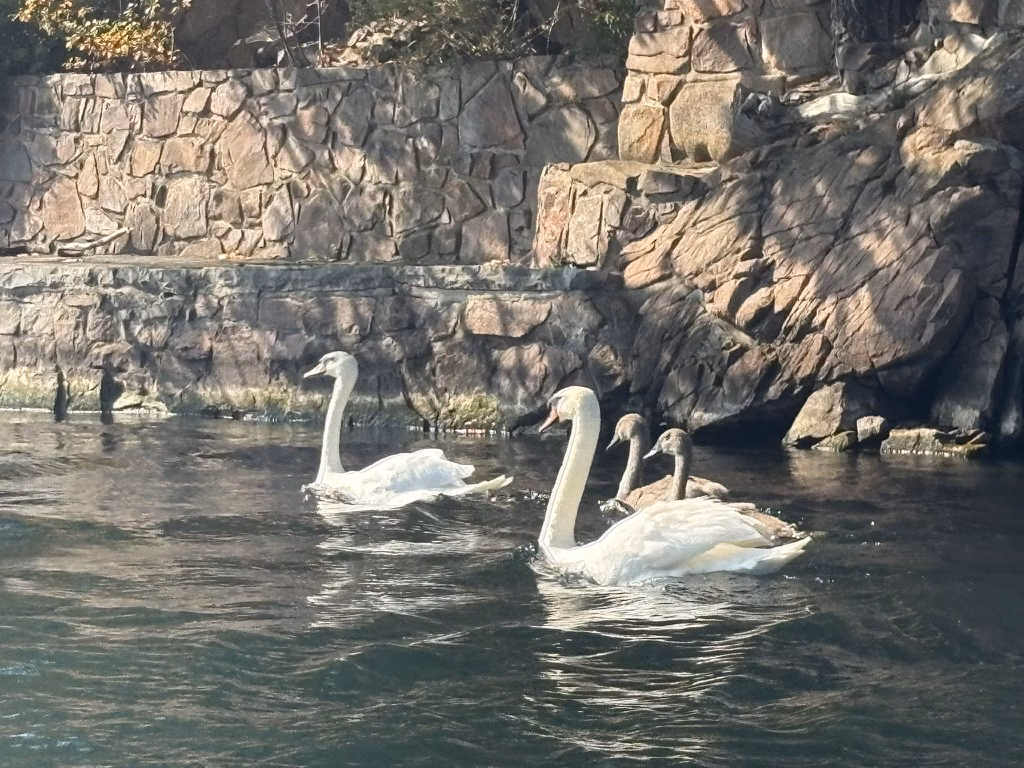 Three swans swimming beside the island’s granite shoreline